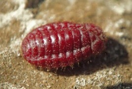 Вордан кармир: Армянский брэнд древнего мира 