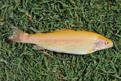 Рыбы и рыбалка в Армении 