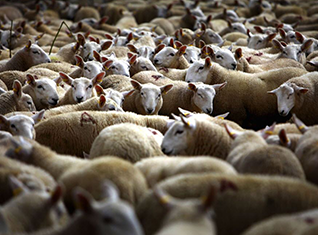 В мире животных или Хейван дунъяда